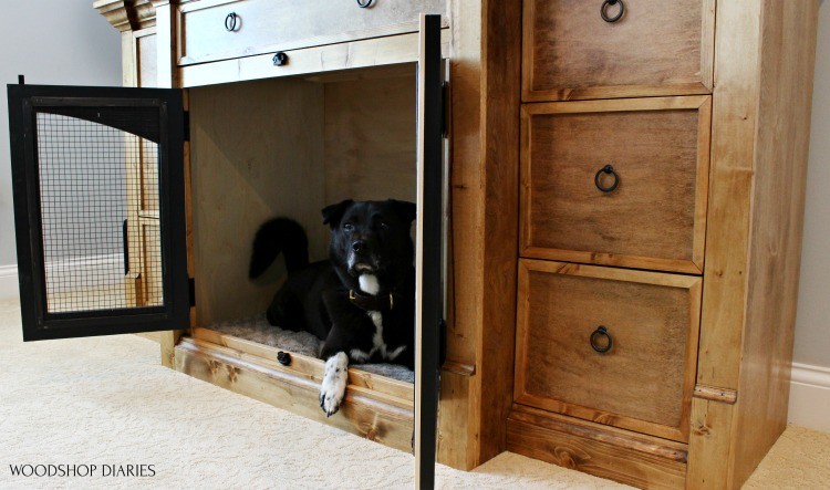 Dasher hanging out in his dog crate with doors open